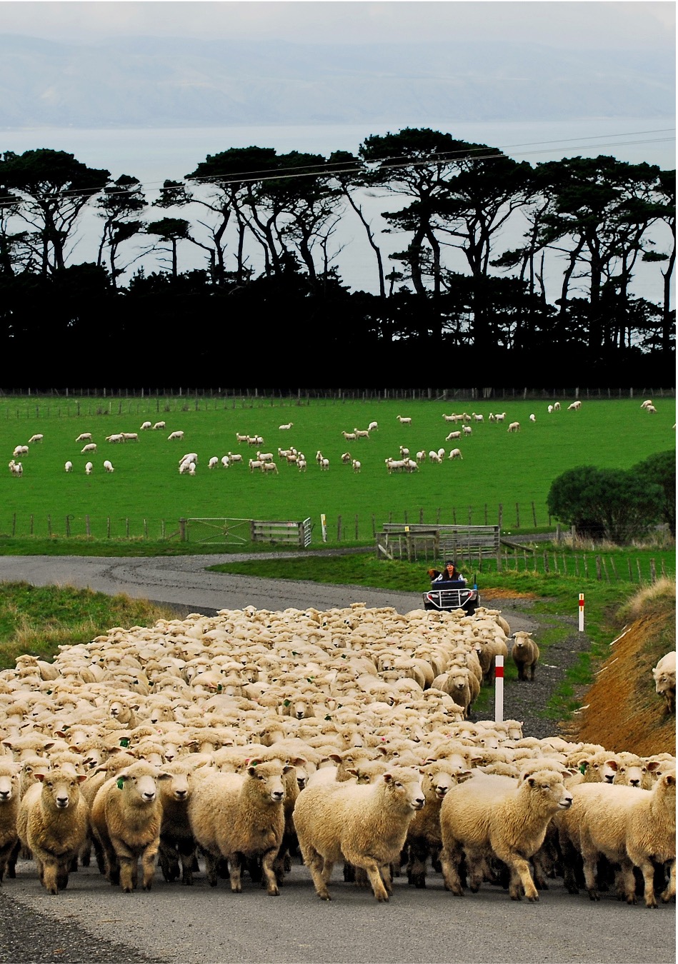 new zealand hillside